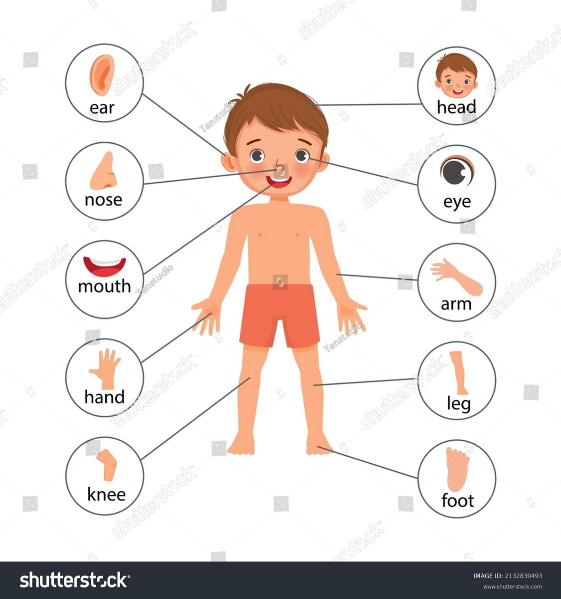 Body Parts Little Boy Anatomy Diagram Stock Vector Royalty Free 2132830493 Shutterstock