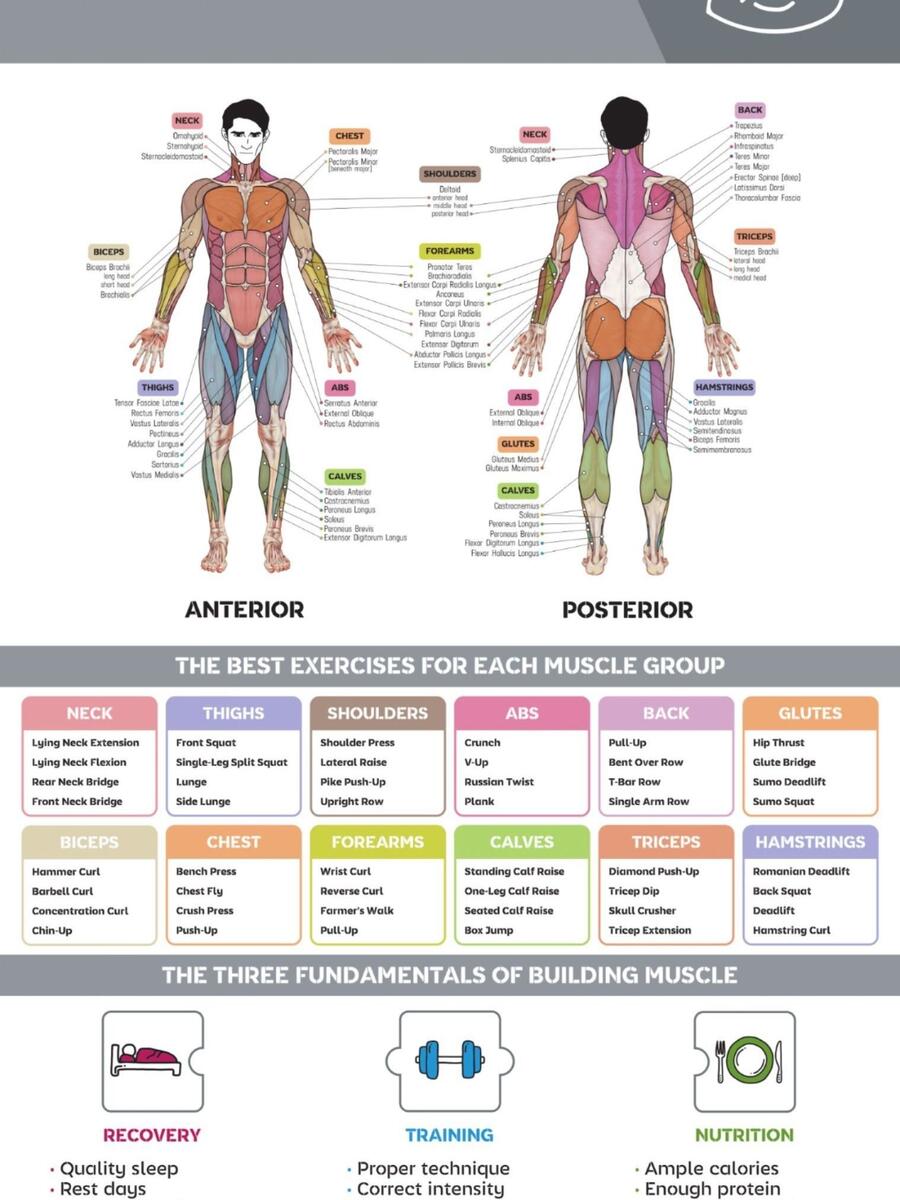 Body Parts Muscle Group Workout Schedule Muscle Diagram Body Gym Parts Name Muscle Groups Gym All