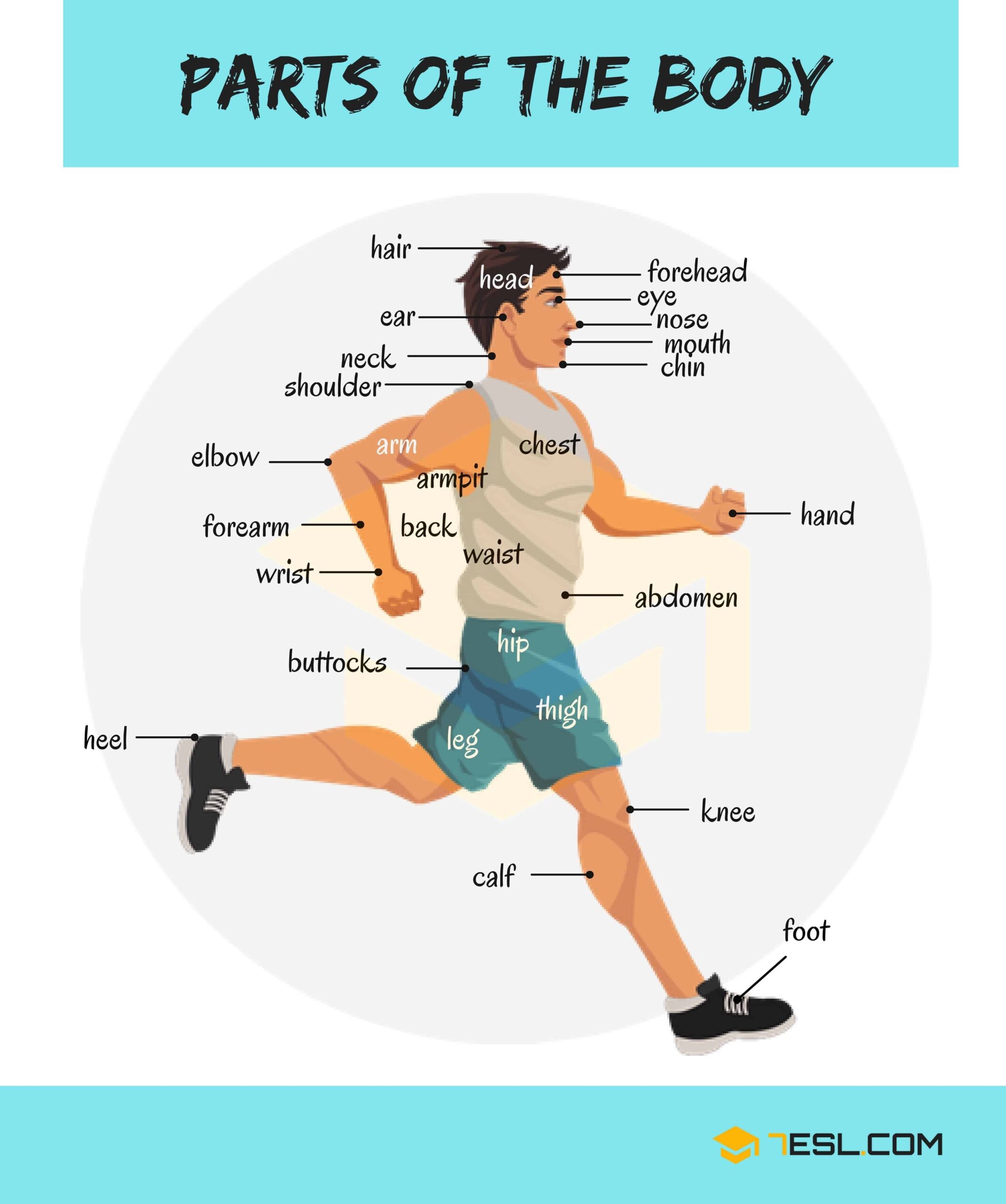 Body Parts Names 7ESL