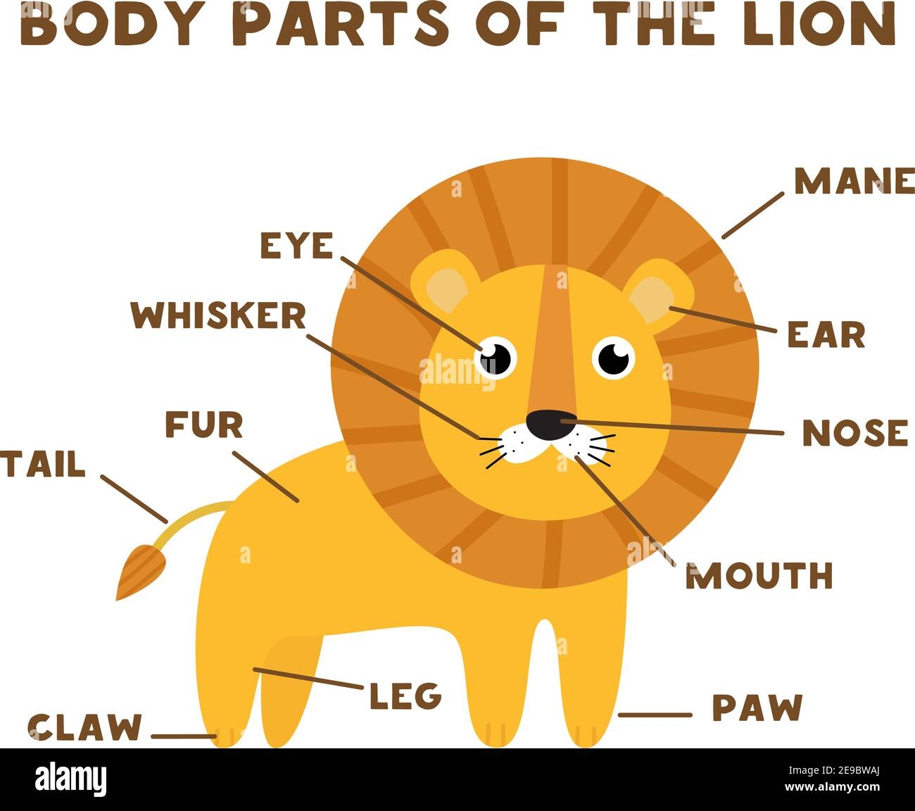 Body Parts Of The Lion Animals Anatomy In English For Kids Learning Words Stock Vector Image Art Alamy Body Parts Of The Lion Animals Anatomy In English For Kids Learning Words Stock Vector Image Art Alamy