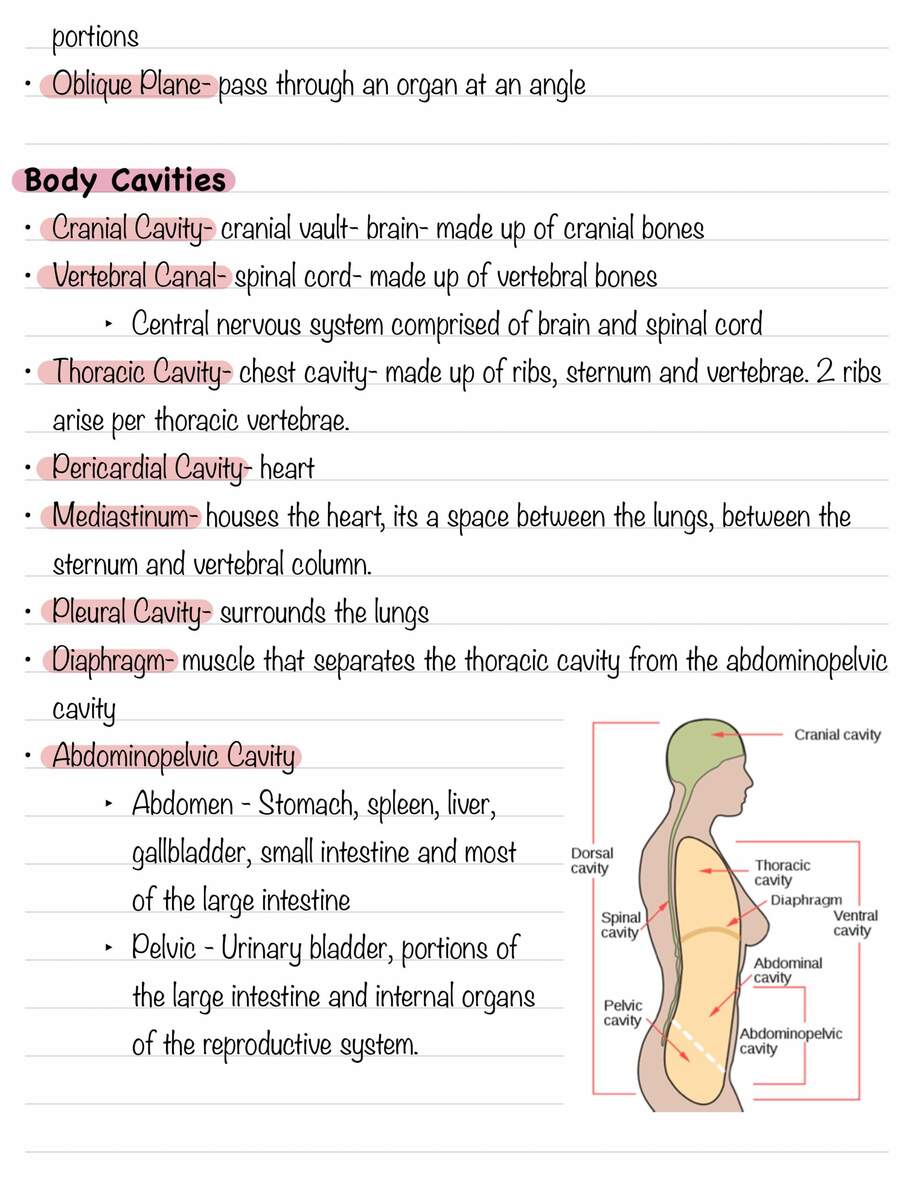 Body Positions Directional Terms Planes And Body Cavities