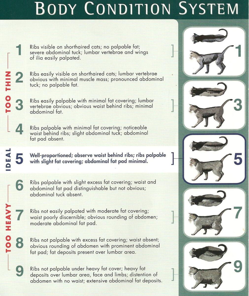 Body Size Chart The Kitten Kaboodle Body Size Chart The Kitten Kaboodle