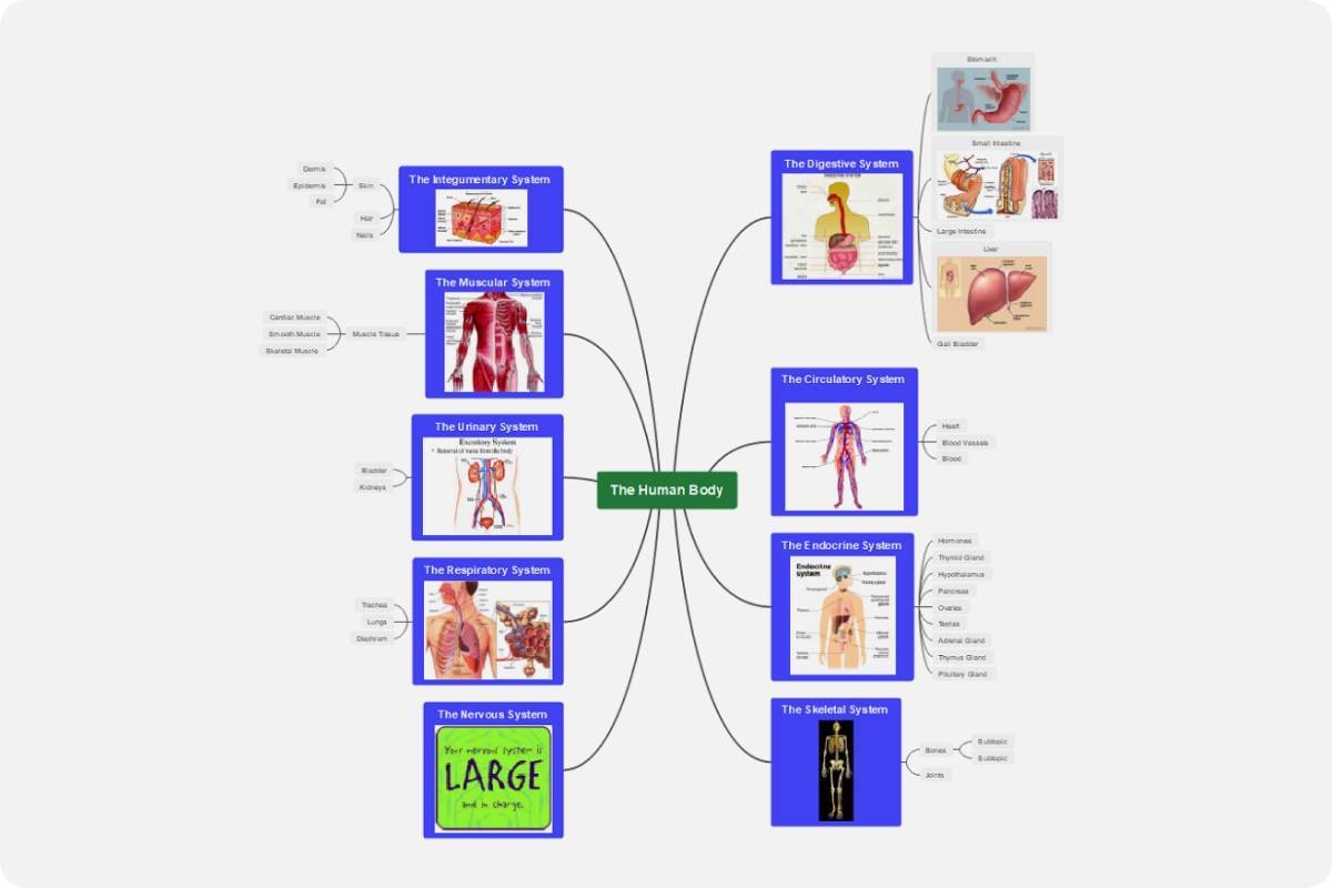 Body System Concept Map Template EdrawMind