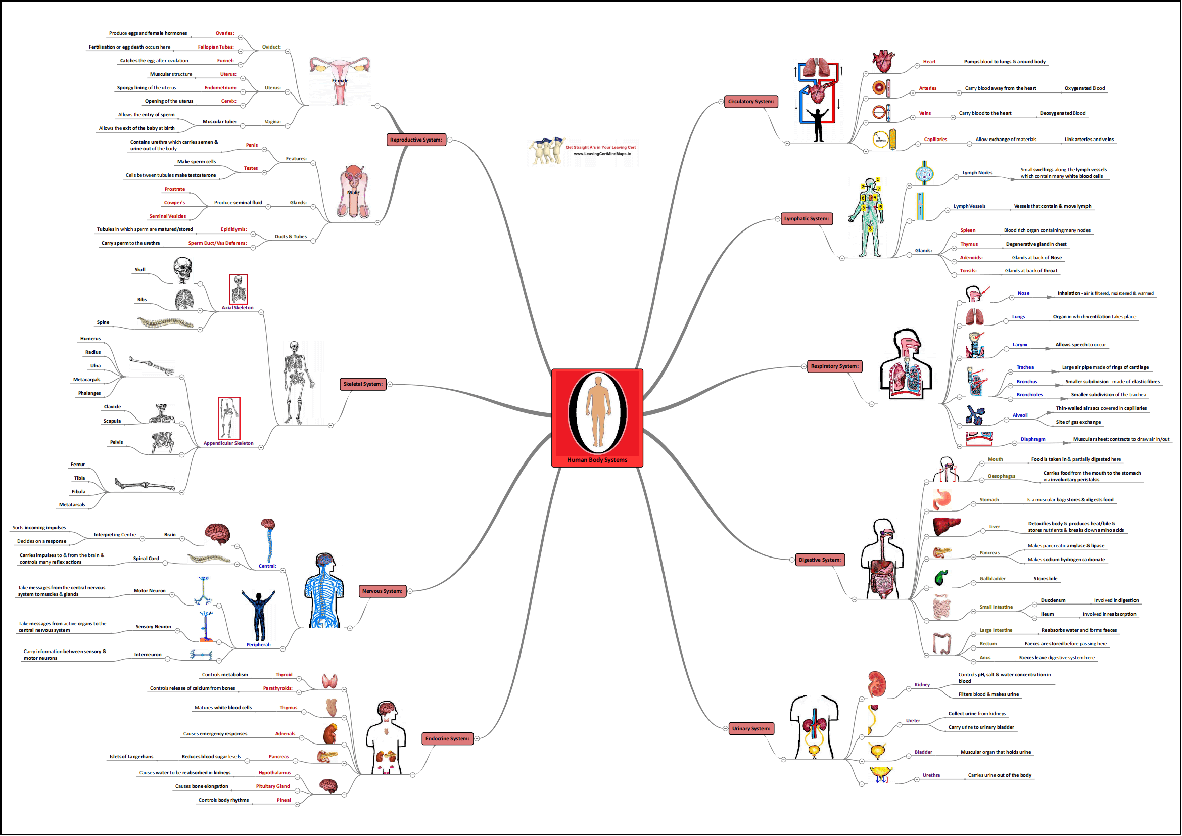 Body System Concept Map Template EdrawMind Human Body System Interactions Worksheet