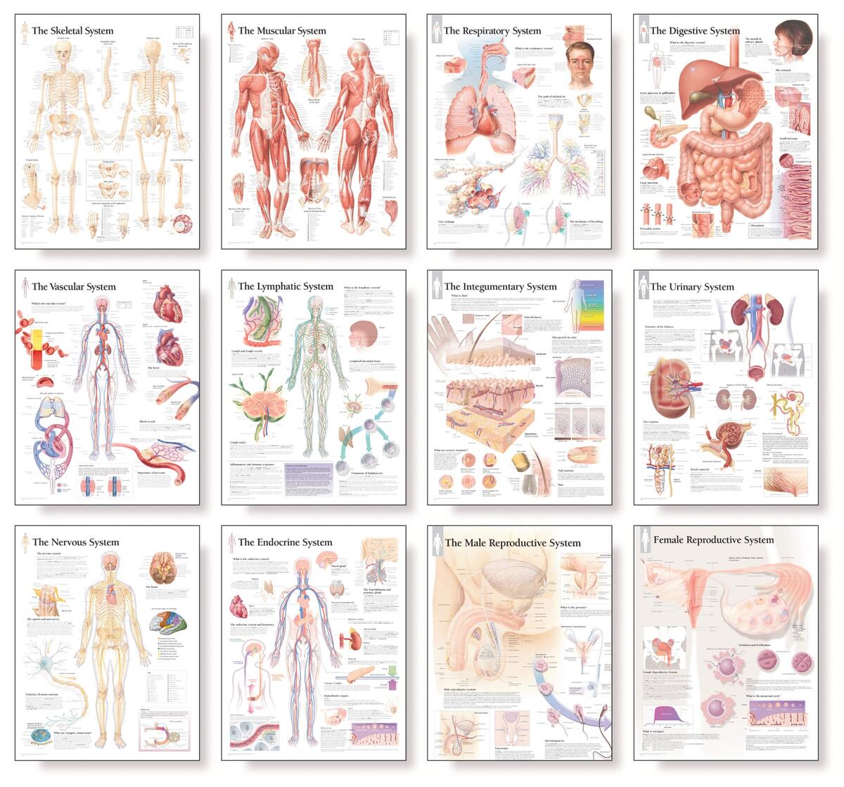 Body System Wall Chart Set Scientific Publishing