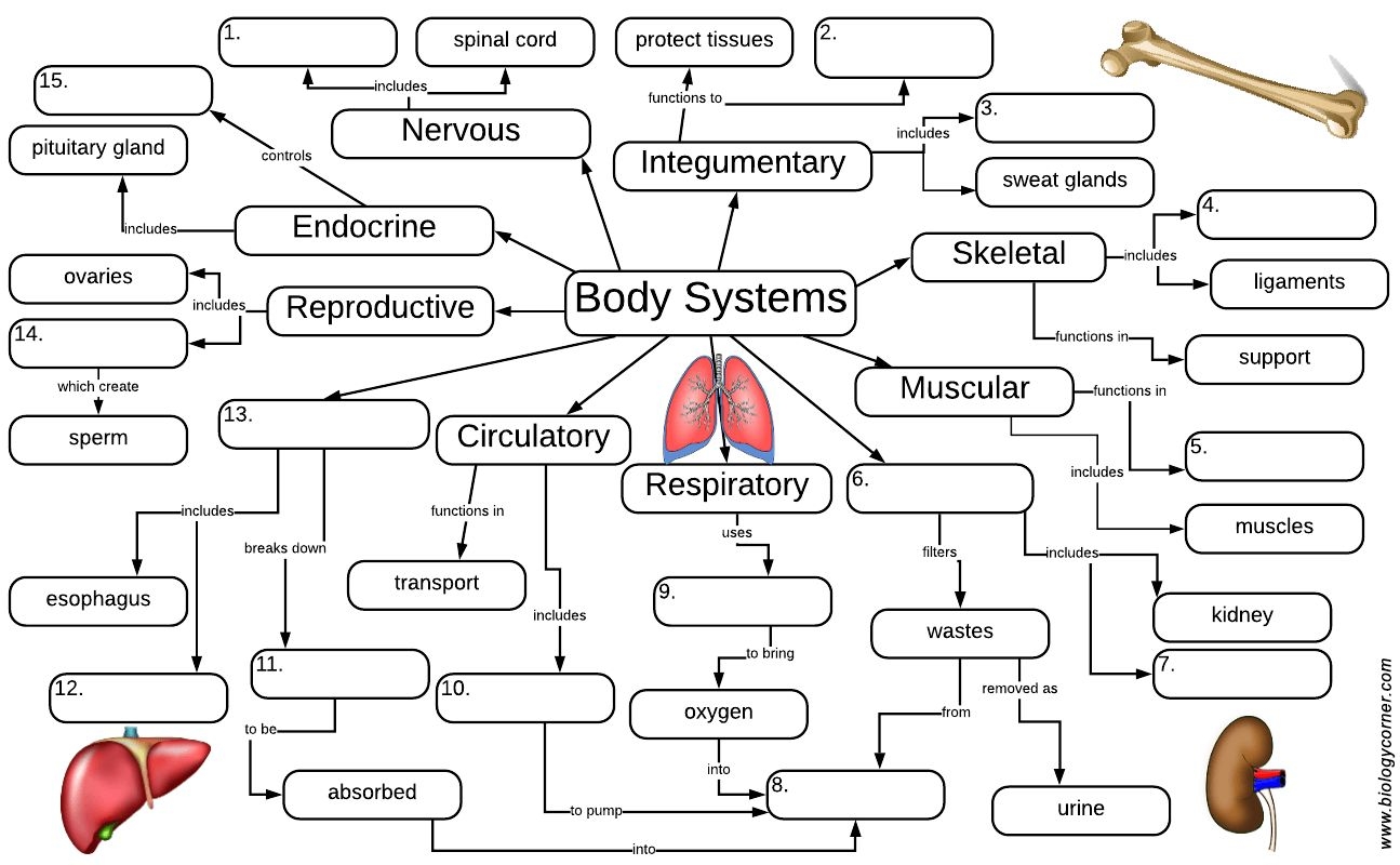 Body Systems And Organs Graphic Organizer SOLUTION Body Systems Interactions Chart Studypool Worksheets Library