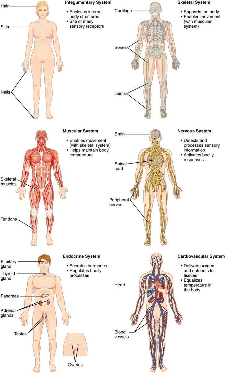 Body Terminology Medical Terminology For Healthcare Professions