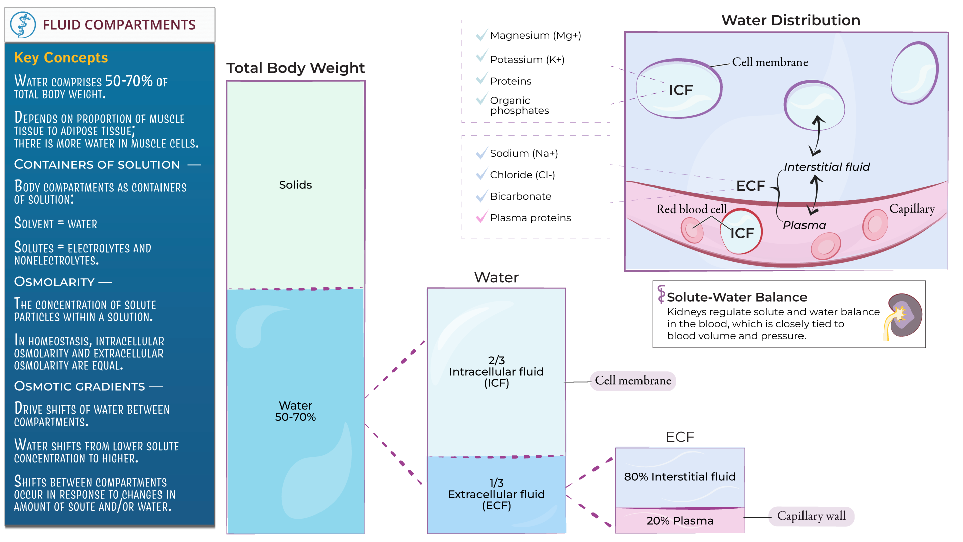 Body Water Compartments Ditki Medical And Biological Sciences Body Water Compartments Ditki Medical And Biological Sciences