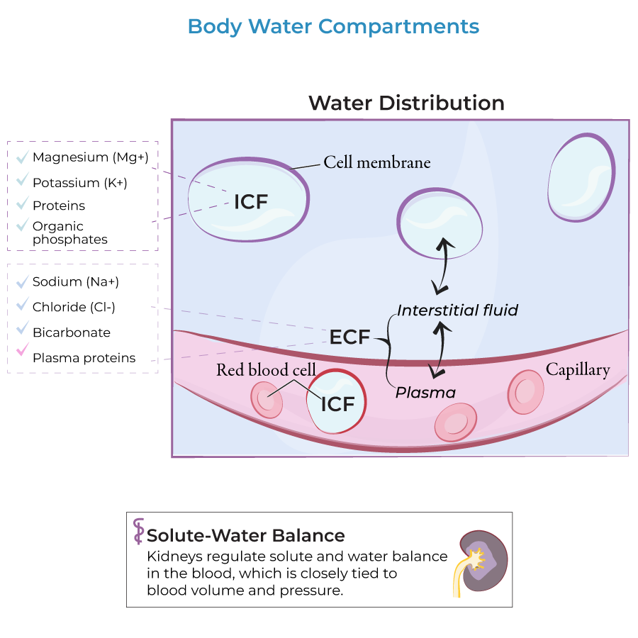 Body Water Compartments Physiology Flashcards Ditki Medical And Biological Sciences
