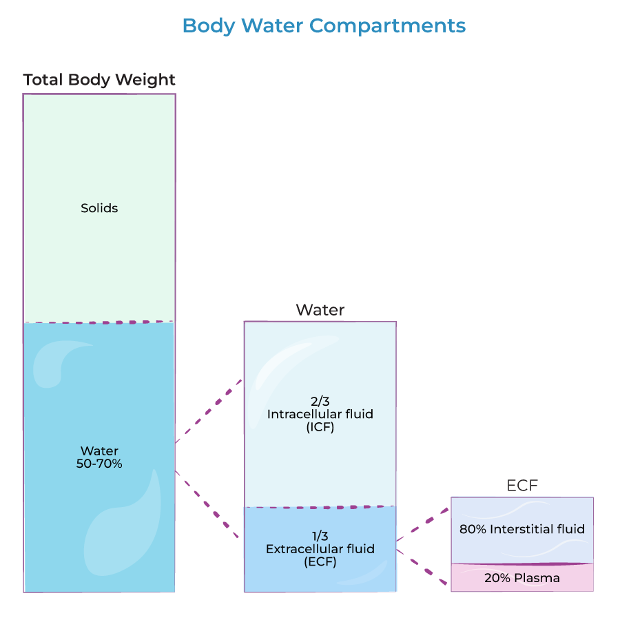 Body Water Compartments Physiology Flashcards Ditki Medical And Biological Sciences