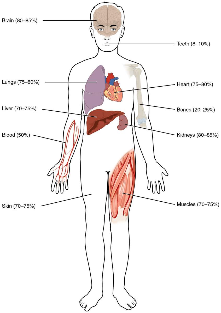 Body Water Content StoryMD