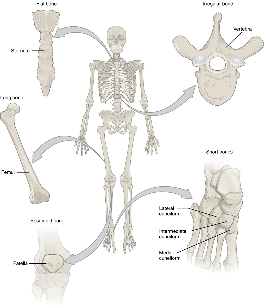 Human Skeletal System BIO103 Human Biology