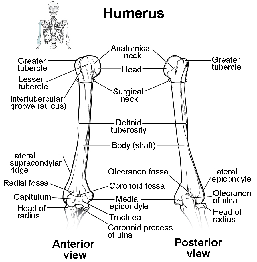 Bones Of The Upper Limb Anatomy And Physiology I