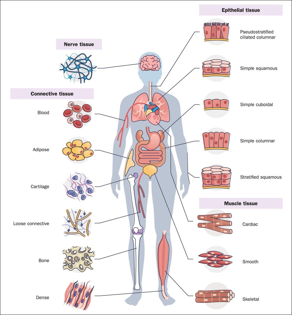British Journal Of Nursing Cell And Body Tissue Physiology British Journal Of Nursing Cell And Body Tissue Physiology