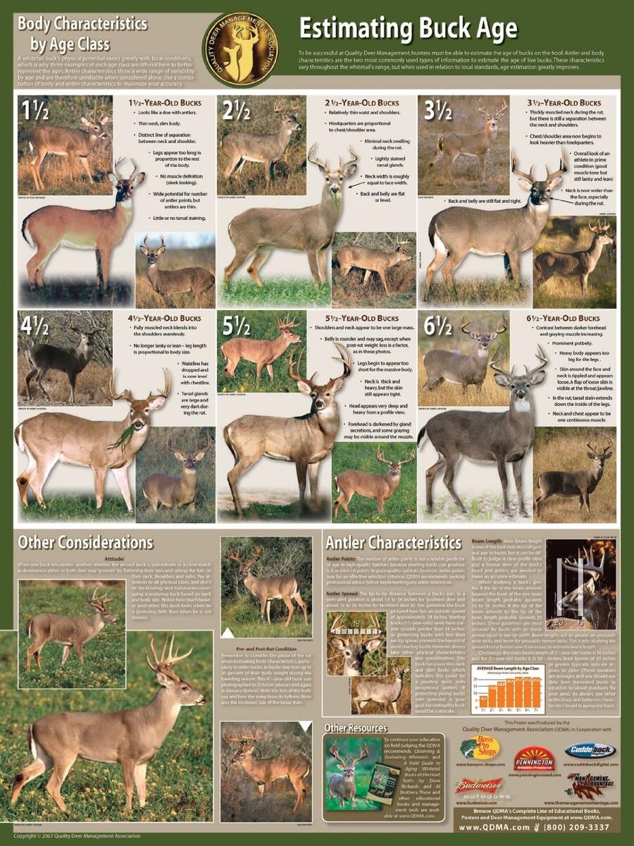 Buck Aging Poster QDMA Aging Bucks On The Hoof