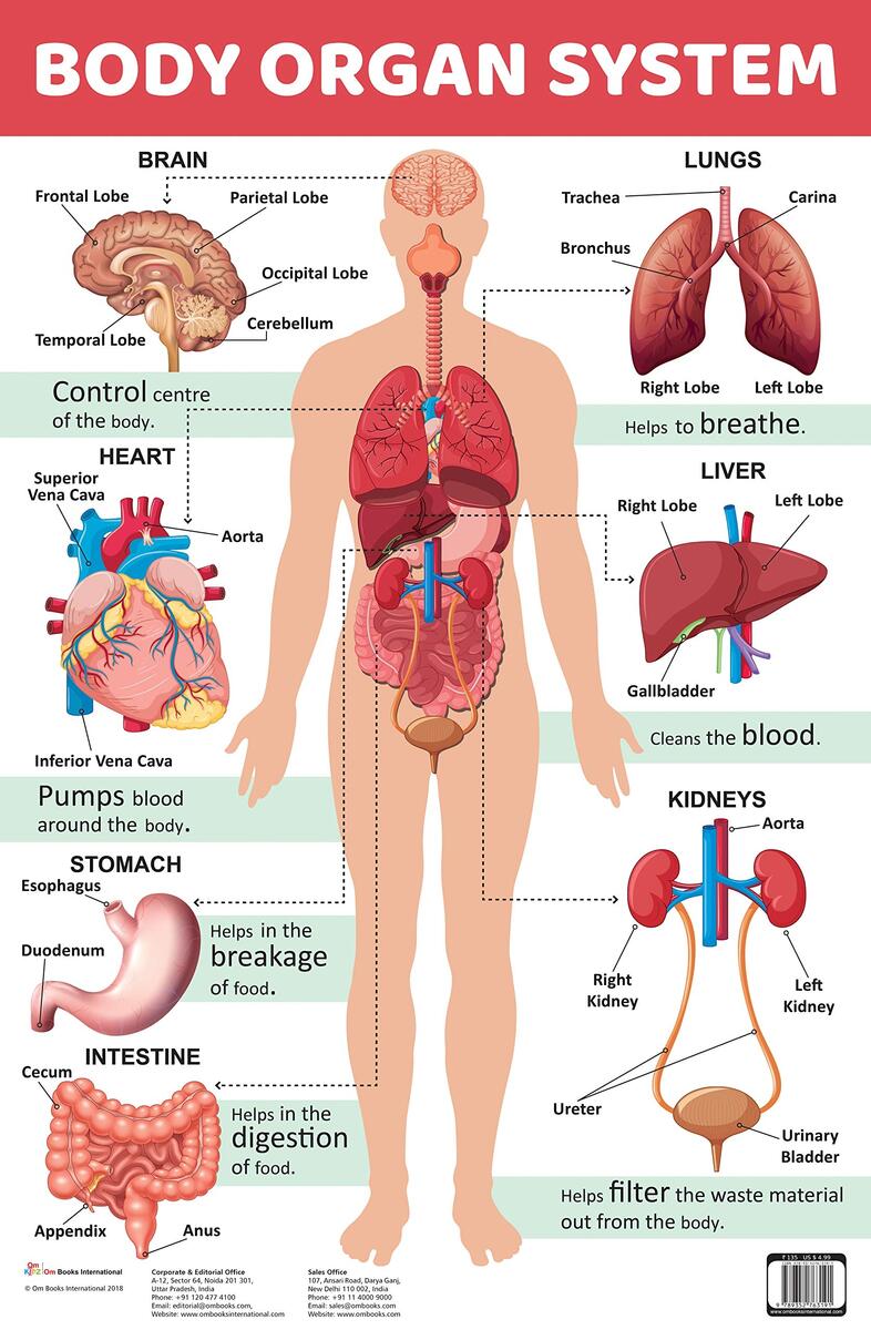 Buy Charts Body Organ System Charts Educational Charts For Kids Book Online At Low Prices In India Charts Body Organ System Charts Educational Charts For Kids Reviews Ratings Amazon In Buy Charts Body Organ System Charts Educational Charts For Kids Book Online At Low Prices In India Charts Body Organ System Charts Educational Charts For Kids Reviews Ratings Amazon In