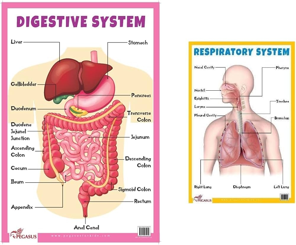 Buy Digestive System Thick Laminated Primary Chart Respiratory System Thick Laminated Primary Chart Set Of 2 Books Book Online At Low Prices In India Digestive System Thick