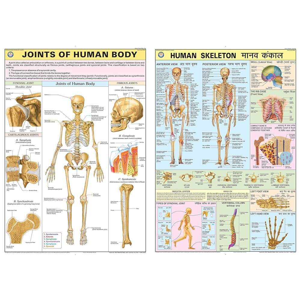 Buy HP25S TeachingNest Joints Of Human Body Chart 70x100 Cm English Human Physiology Chart HPM01 TeachingNest Human Skeleton Chart 70x100 Cm English Hindi