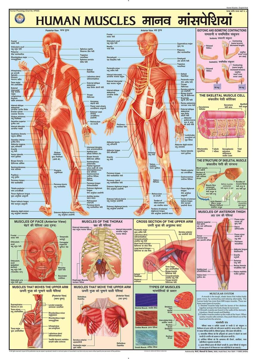 Buy HPM02 TeachingNest Human Muscles Chart 70x100 Cm English Hindi Combined Human Physiology Chart Laminated Wall Sticking Wall Chart Teachingnest And Human Physiology Charts Book
