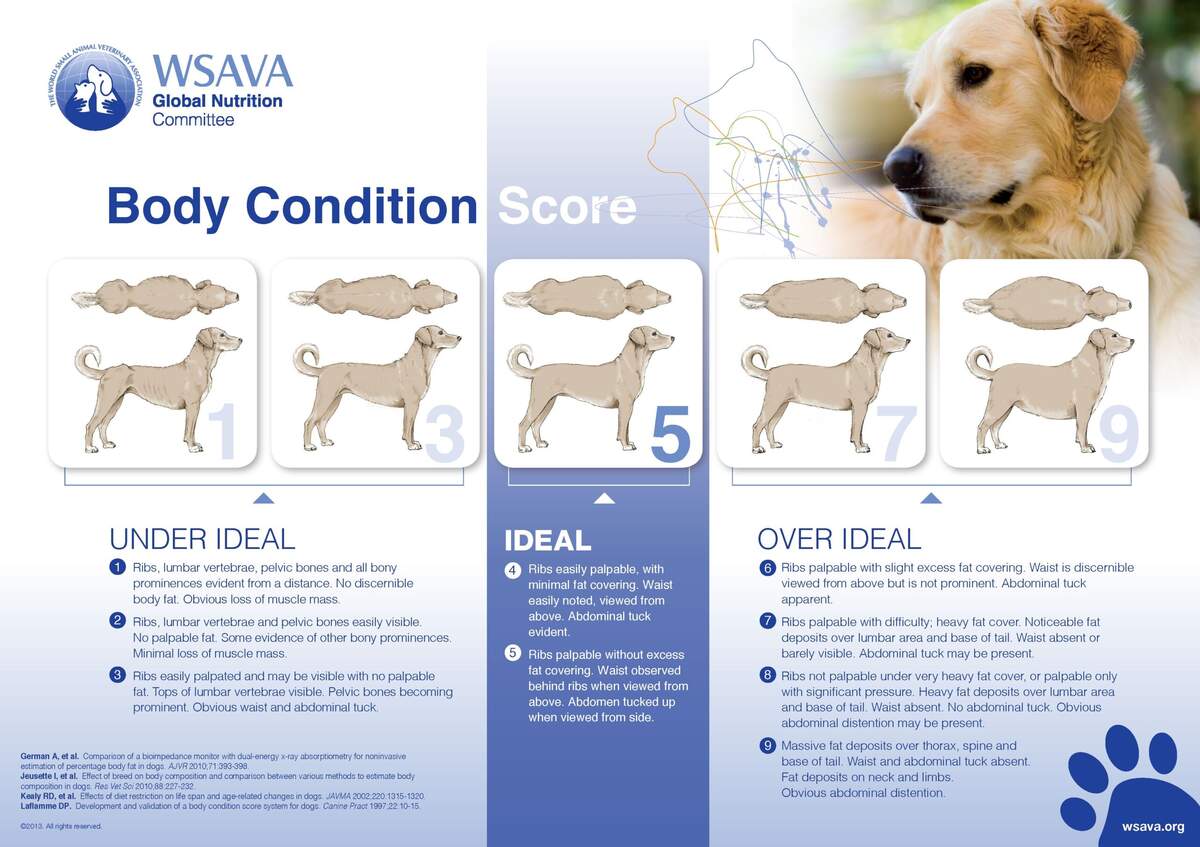 Calorie Calculator Pet Nutrition Alliance Calorie Calculator Pet Nutrition Alliance