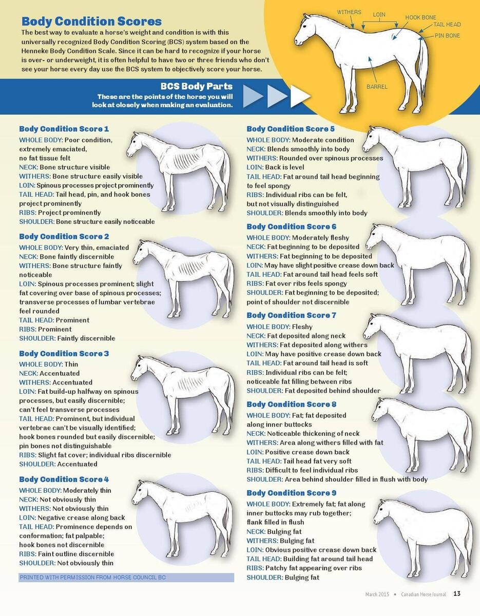 Canadian Horse Journal SAMPLE March 2015 By Horse Community Journals Inc Issuu