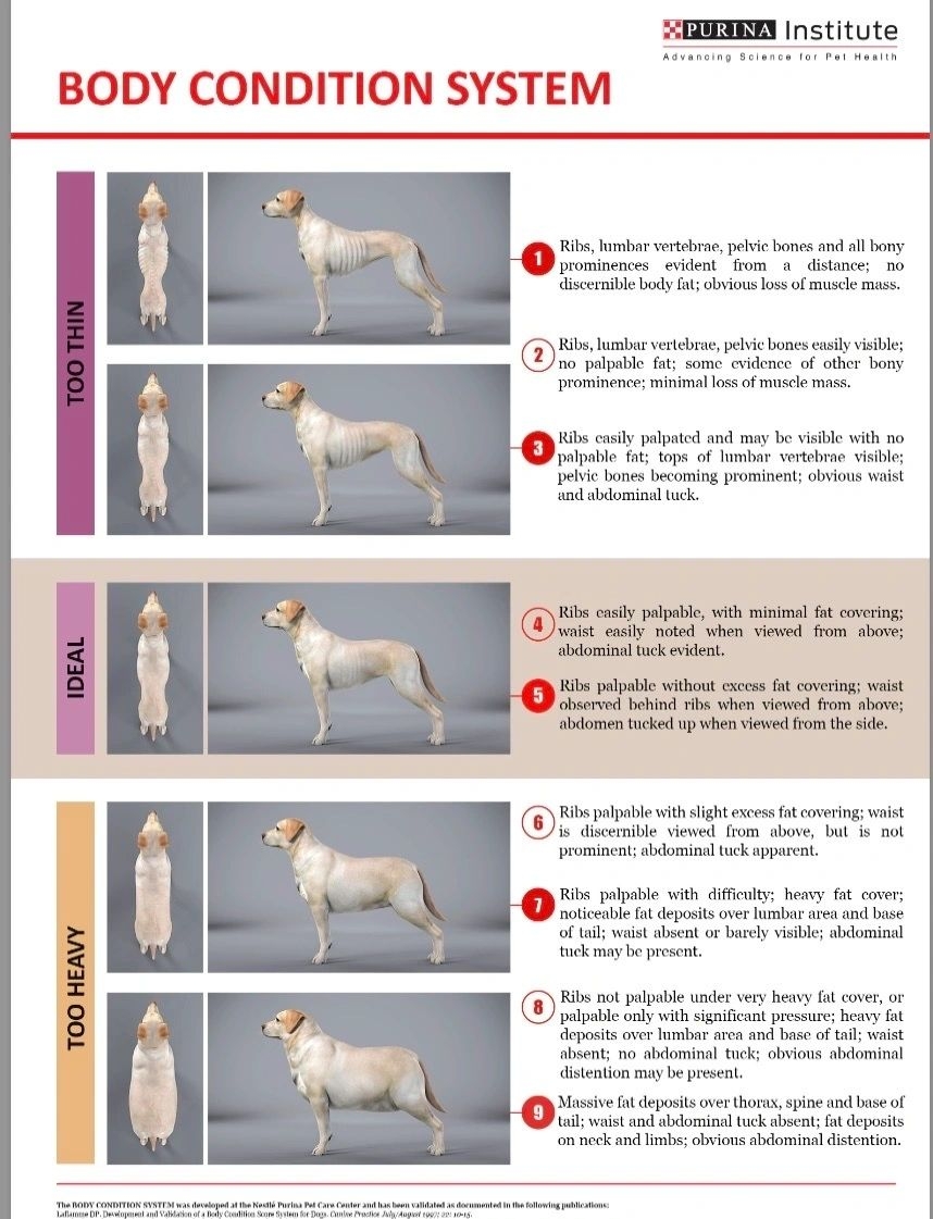 Canine Body Condition
