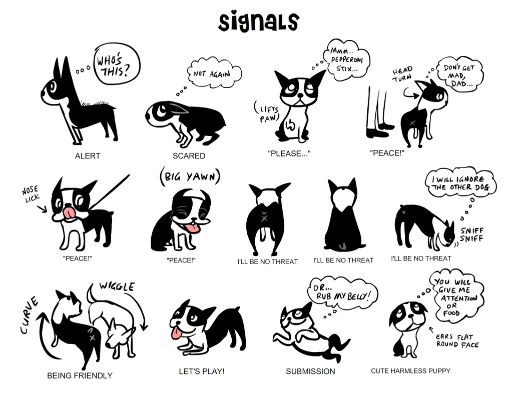 How To Understand Dog Body Language RAWZ