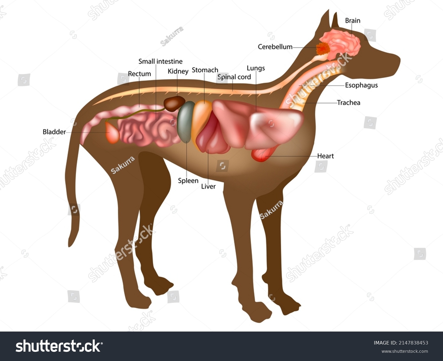 Amazon Anatomy Lab Canine Skeletal Anatomy Poster 17 3 X 22 5 Inches Dog Skeletal System Diagram Animal Anatomical Char Anatomy Warehouse Industrial Scientific