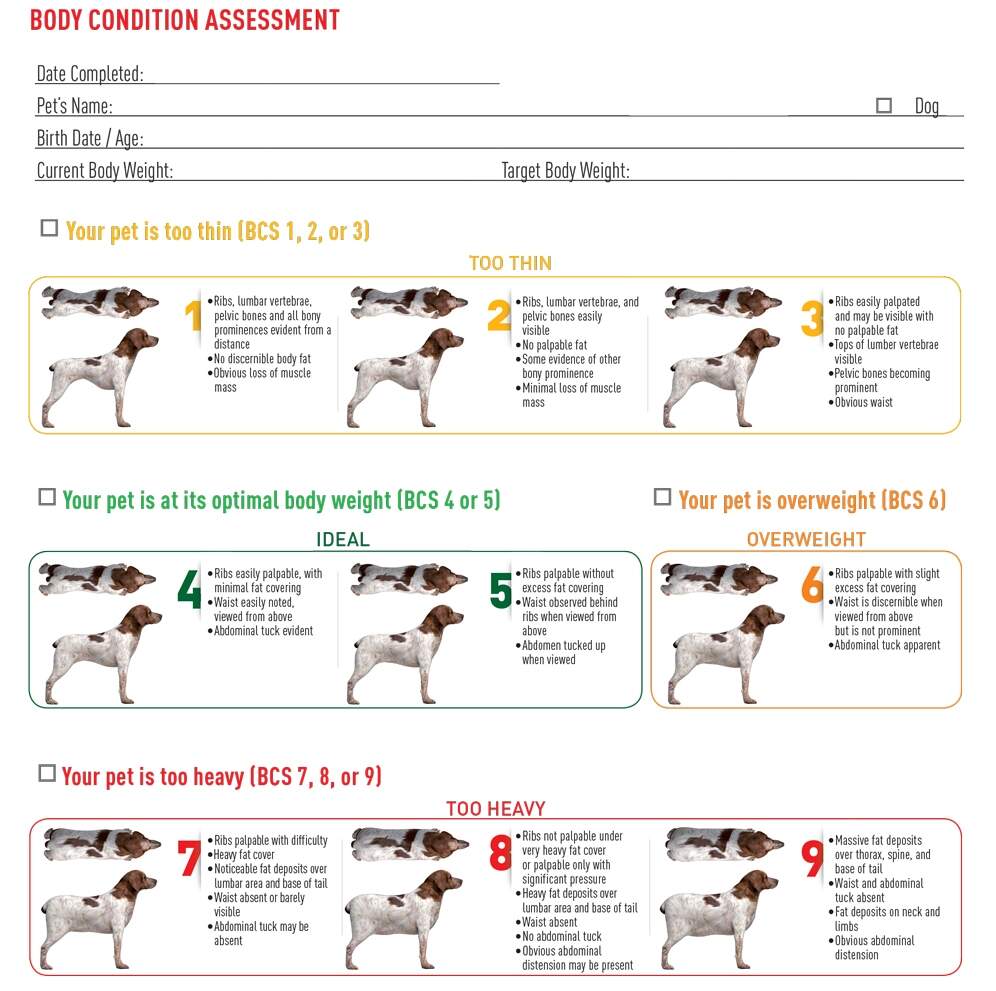Pet Obesity Family Pet Health