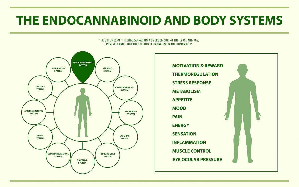 Cannabis Cannabinoids Explained Maggie S Farm Cannabis Guide Cannabis Cannabinoids Explained Maggie S Farm Cannabis Guide