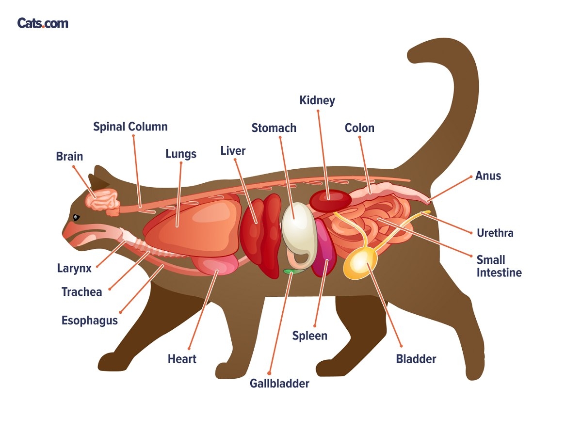 Animal Cell Structure Parts Functions Types With Diagram