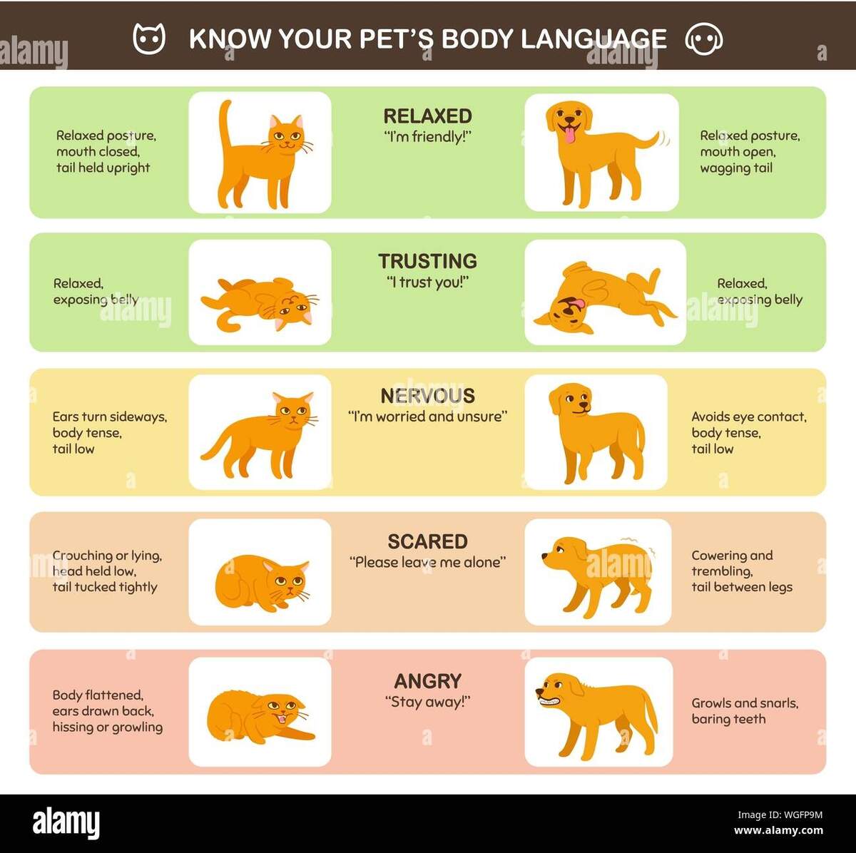 Cat And Dog Body Language Comparison Educational Infographic Chart Feline And Canine Emotions And Behavior Cute Cartoon Vector Illustration Printa Stock Vector Image Art Alamy