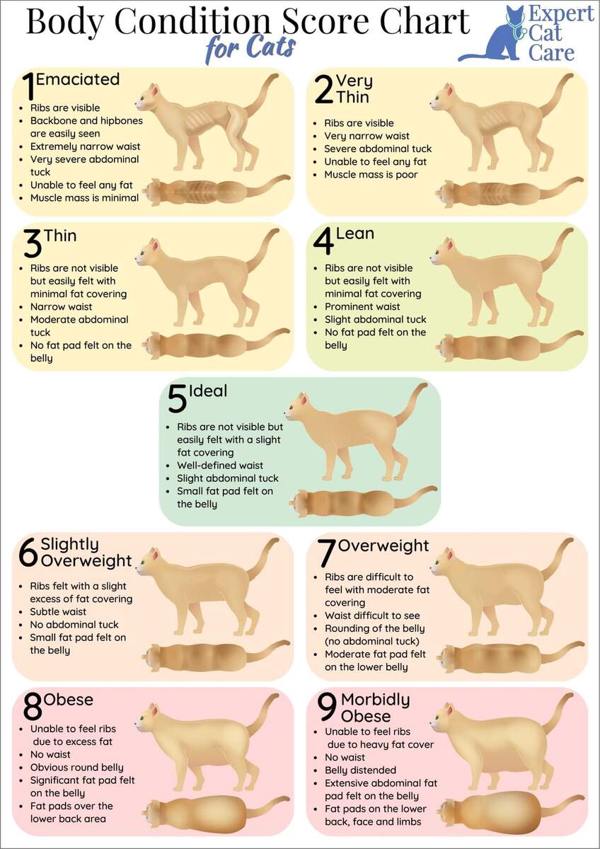Cat Body Condition Score Chart How To Score Your Cat 1 9 Trained Vs Untrained Evaluator Assessment Of Body Condition Score As A Predictor Of Percent Body Fat In Adult Cats Semantic Scholar