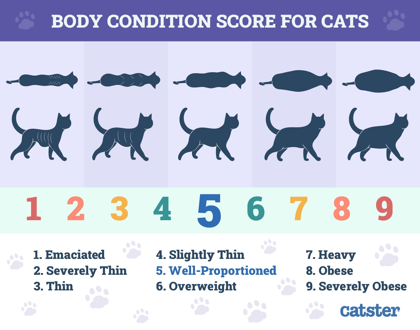 Cat Body Condition Score What Is It How To Work It Out Catster