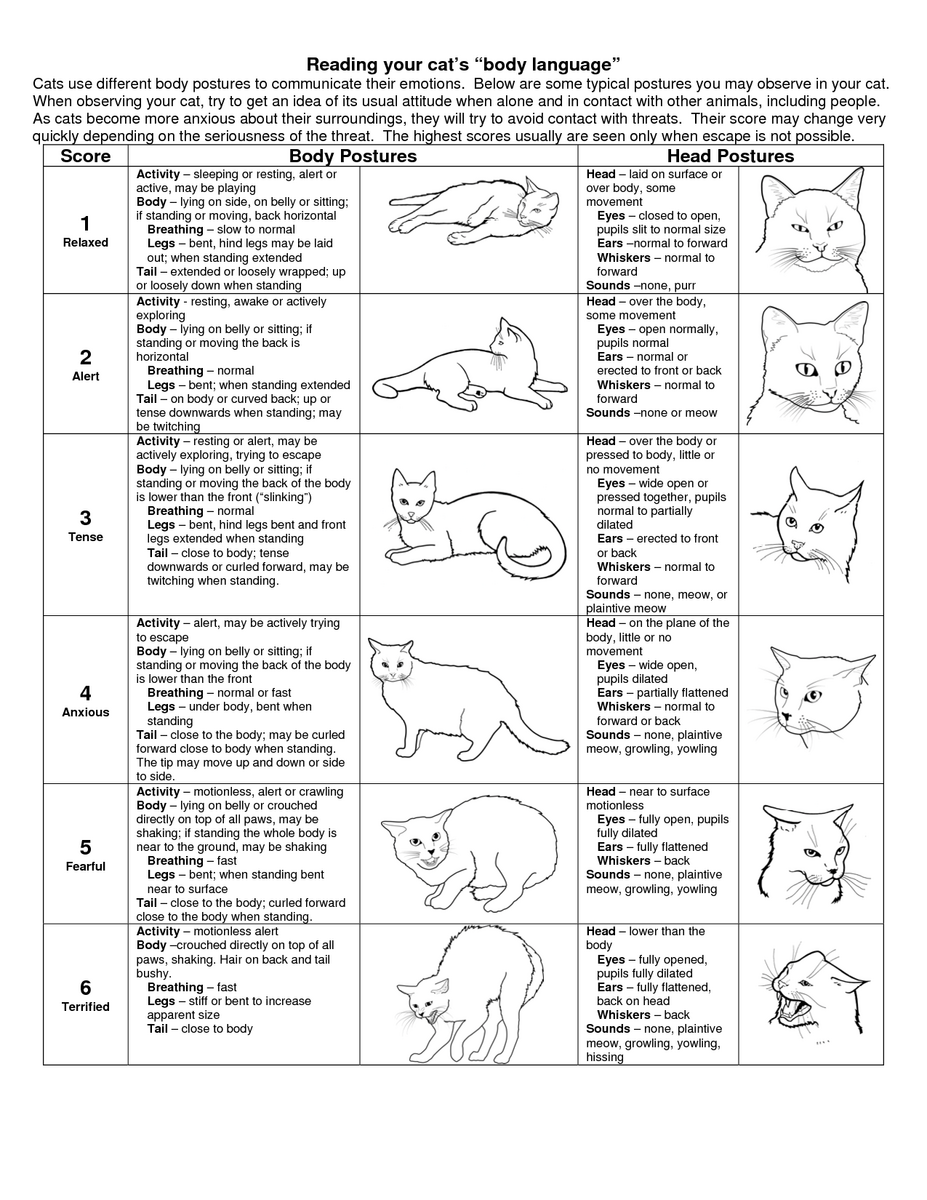 Cat Body Language An Infographic Poster