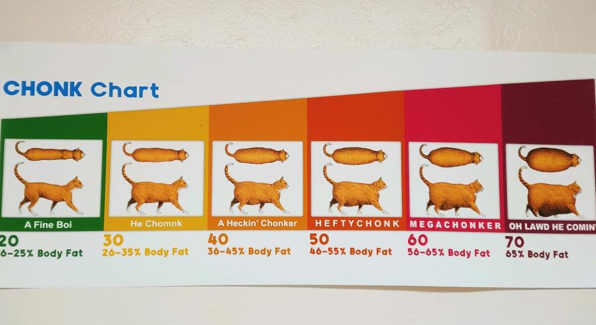 Cat Fat Chart At My Vet S Office R Funny