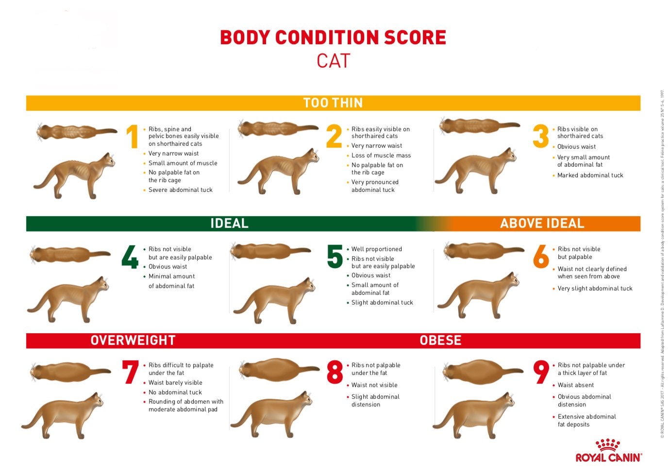 Cat Obesity How To Keep Your Cat At A Healthy Weight Just Cats Veterinary Clinic Cat Obesity How To Keep Your Cat At A Healthy Weight Just Cats Veterinary Clinic