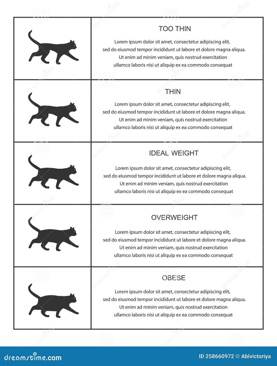 Cat Weight Chart In Infographic Table Kitties Silhouettes With Normal And Abnormal Body Condition Stock Vector Illustration Of Graphic Ideal 258660972 Cat Weight Chart In Infographic Table Kitties Silhouettes With Normal And Abnormal Body Condition Stock Vector Illustration Of Graphic Ideal 258660972