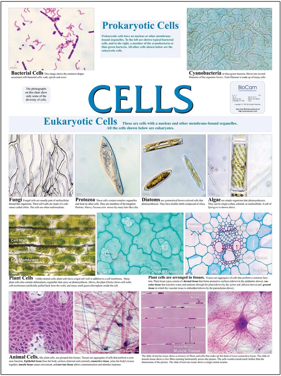 Cell Types Wall Chart Flinn Scientific Cell Types Wall Chart Flinn Scientific