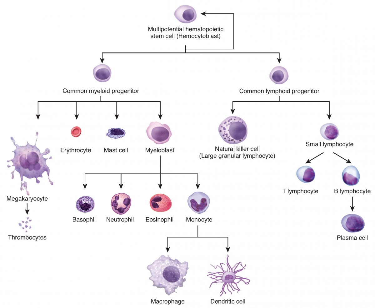 Cellular Differentiation Anatomy And Physiology I Cellular Differentiation Anatomy And Physiology I