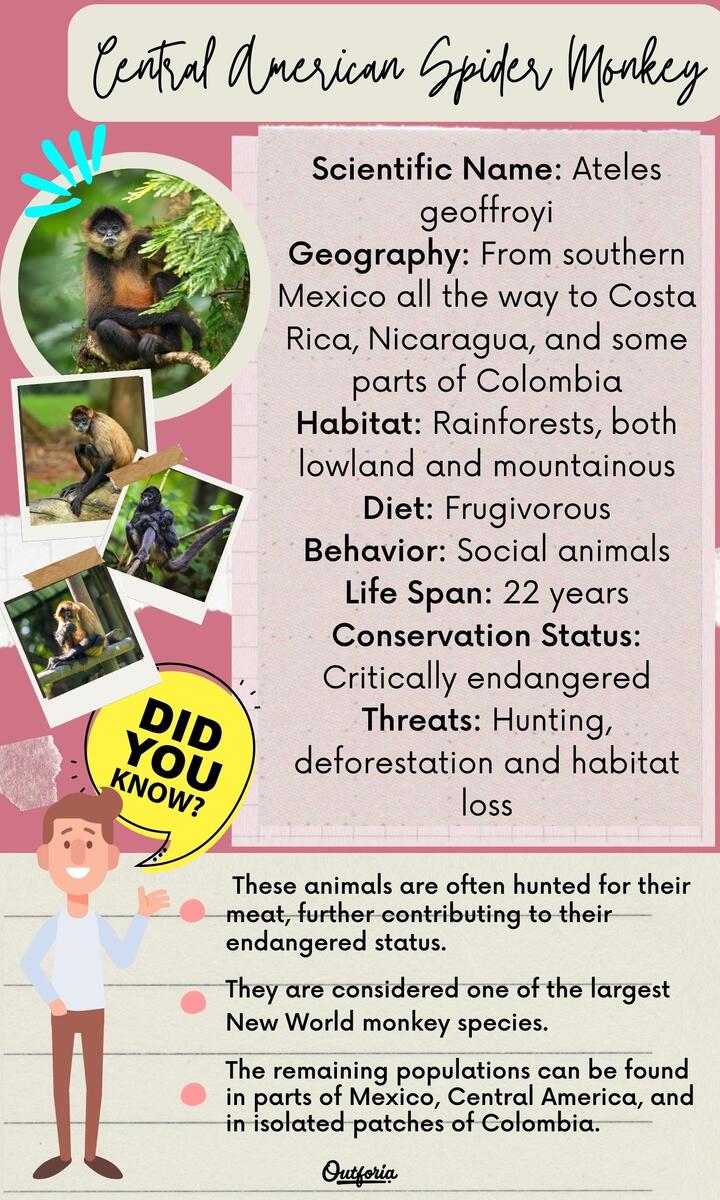 Central American Spider Monkey A Species On The Edge Central American Spider Monkey A Species On The Edge