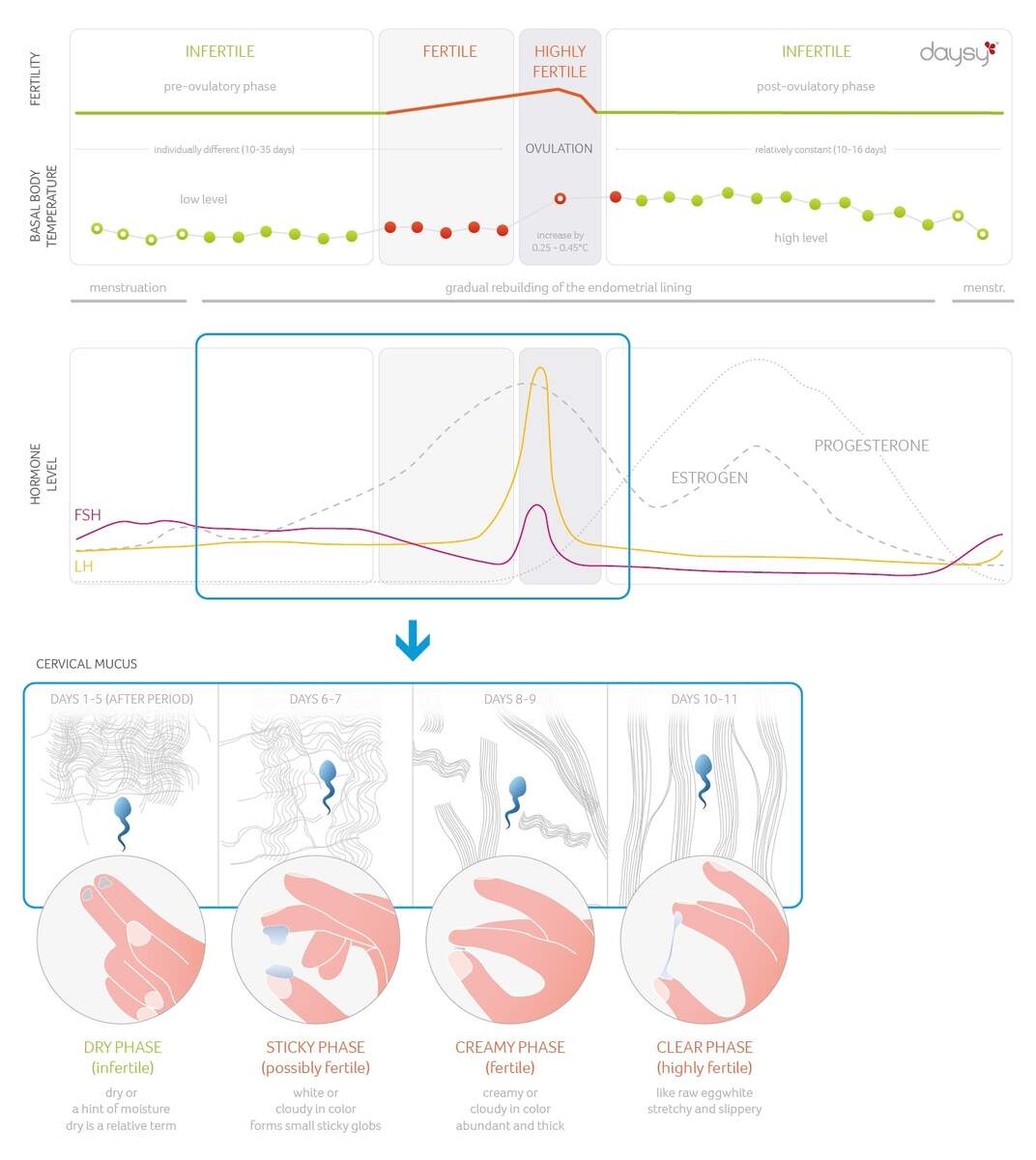 Cervical Mucus A Sign Of Fertility Basal Body Temperature BBT Charting Sussex Acupuncture