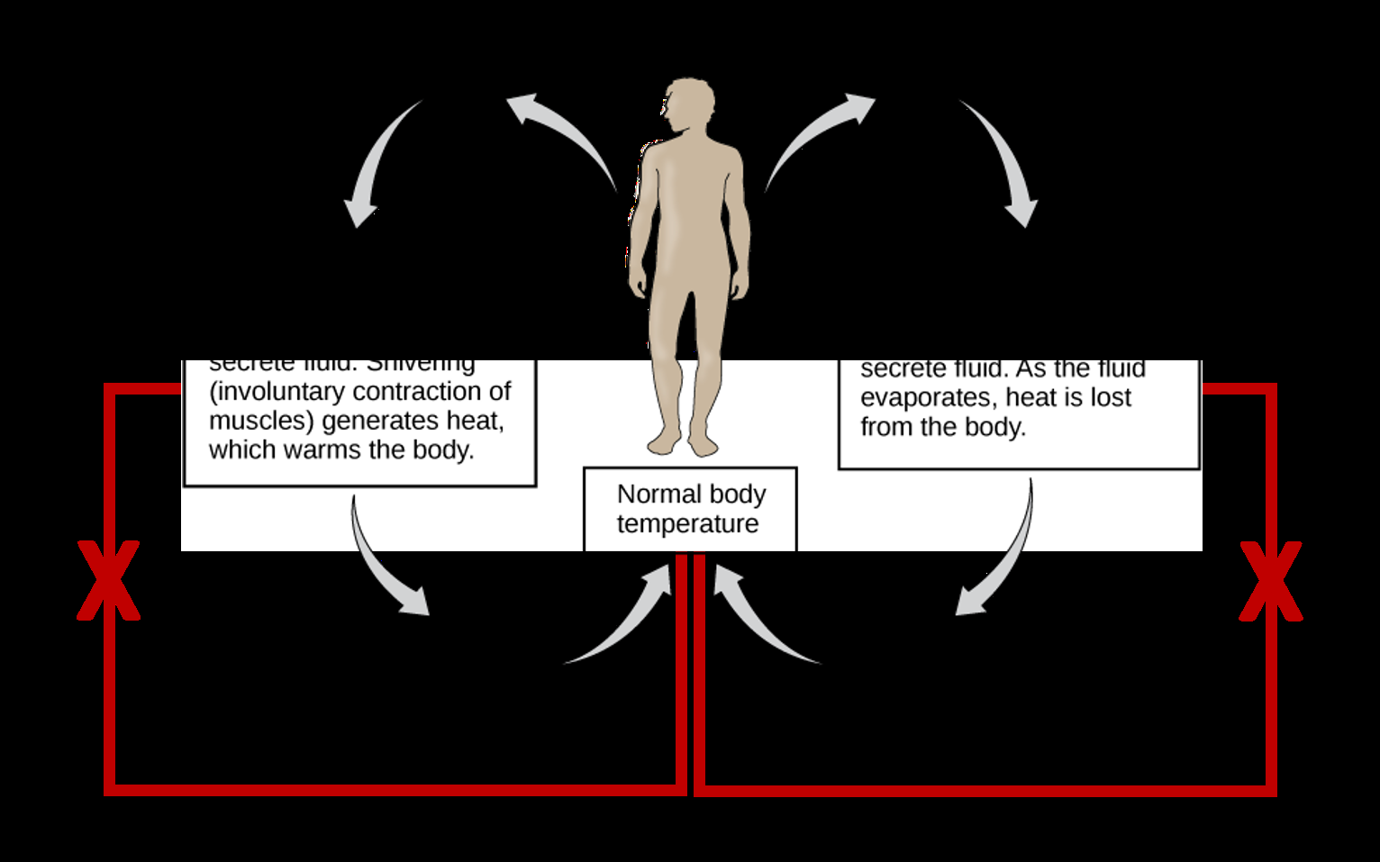 CH103 Chapter 8 Homeostasis And Cellular Function Chemistry CH103 Chapter 8 Homeostasis And Cellular Function Chemistry