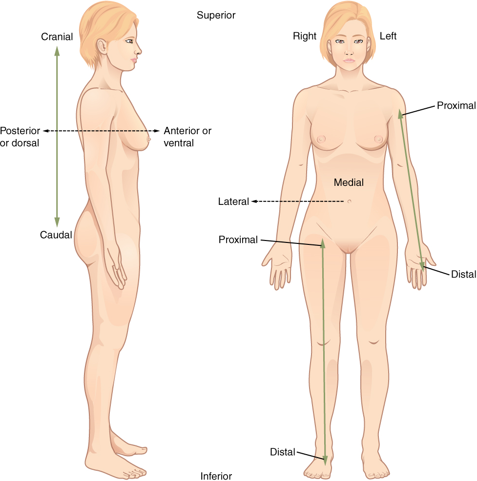 Chapter 1 Body Structure Human Anatomy And Physiology I Chapter 1 Body Structure Human Anatomy And Physiology I