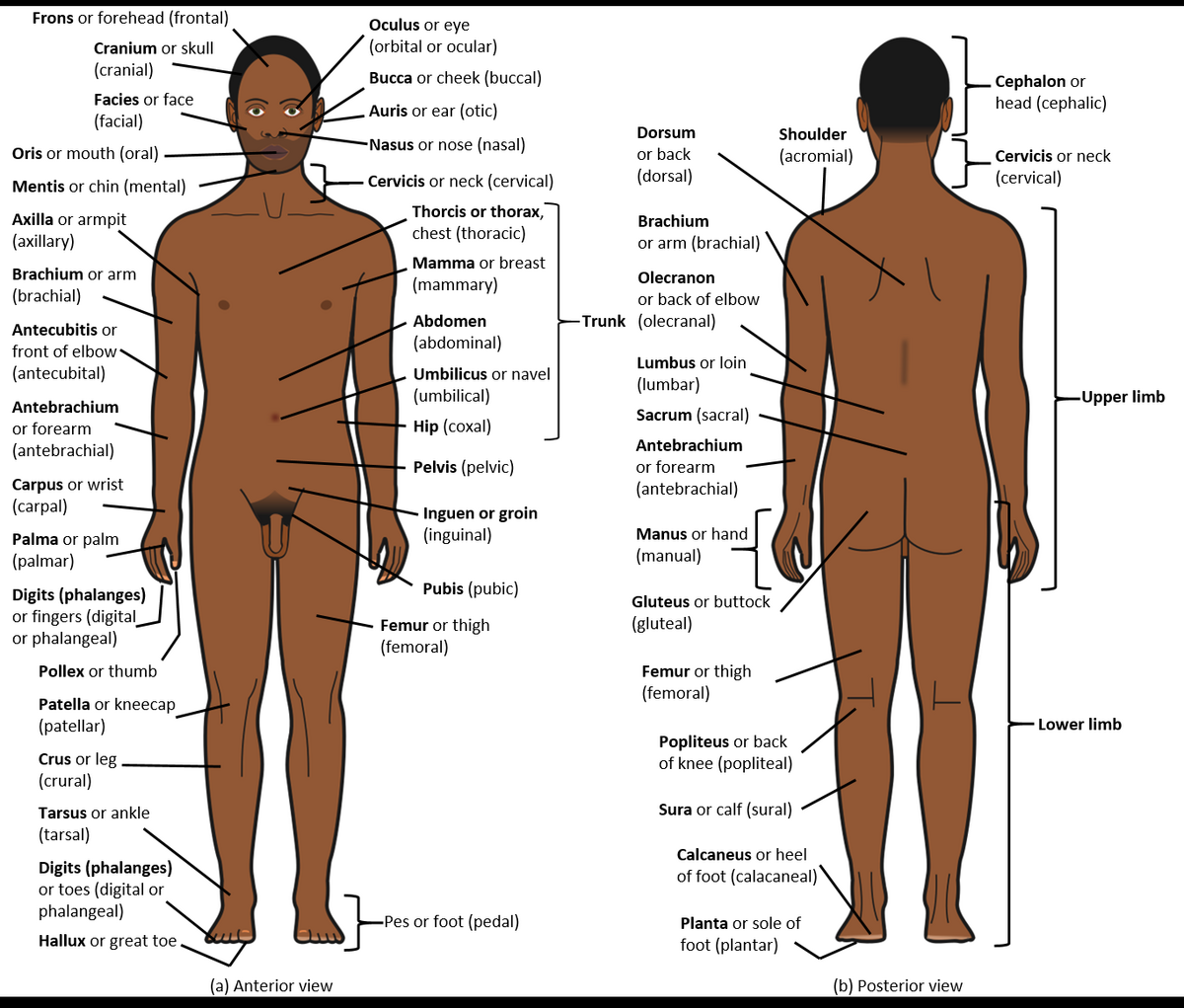 Chapter 1 Body Structure Human Anatomy And Physiology I