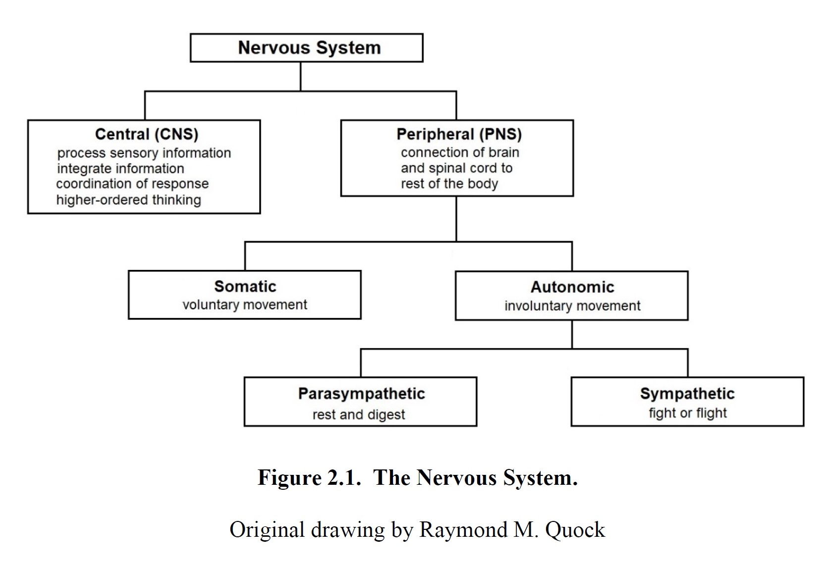Chapter 2 Neuroanatomy Drugs And Behavior