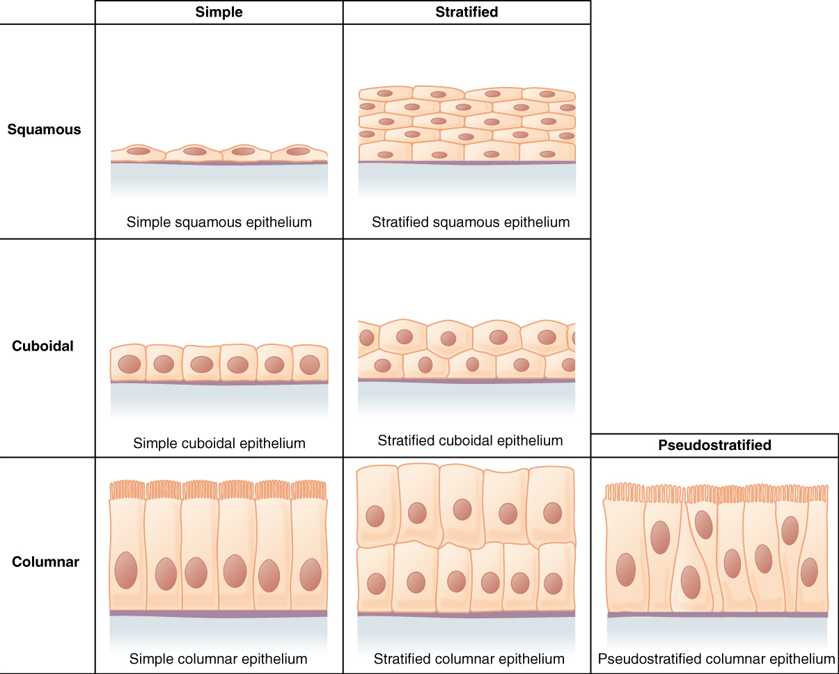 Chapter 8 Tissue Structure And Functions Human Anatomy And Physiology I