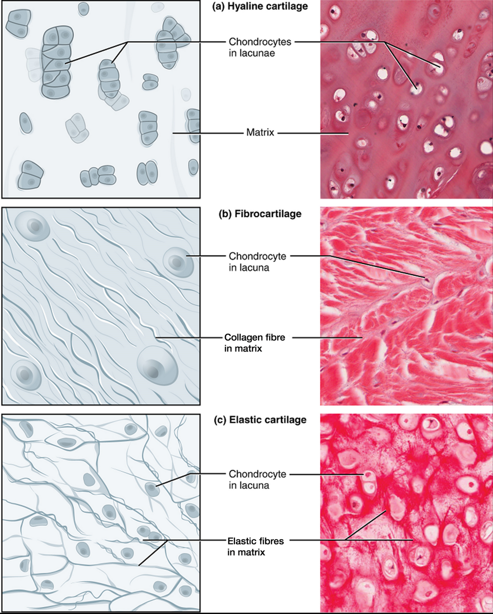 Chapter 8 Tissue Structure And Functions Human Anatomy And Physiology I