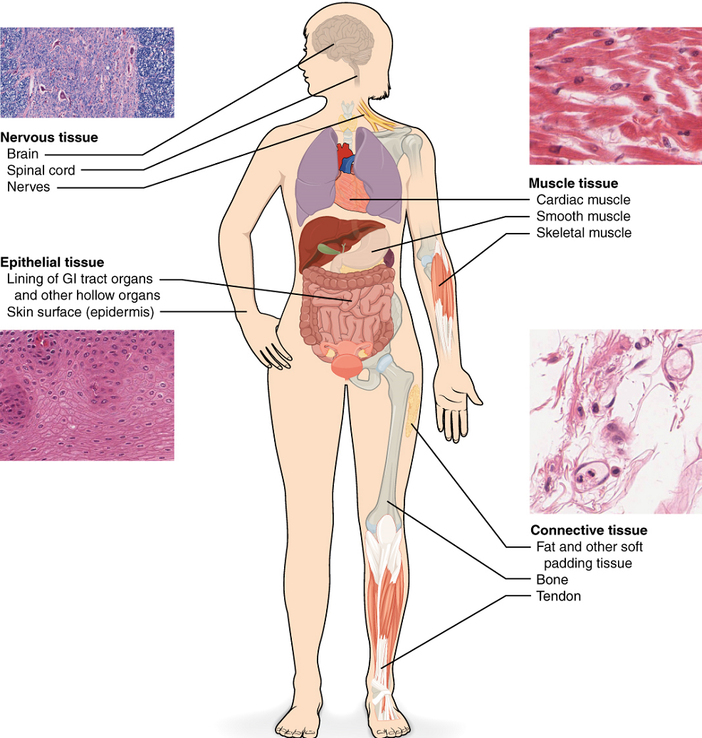 Chapter 8 Tissue Structure And Functions Human Anatomy And Physiology I