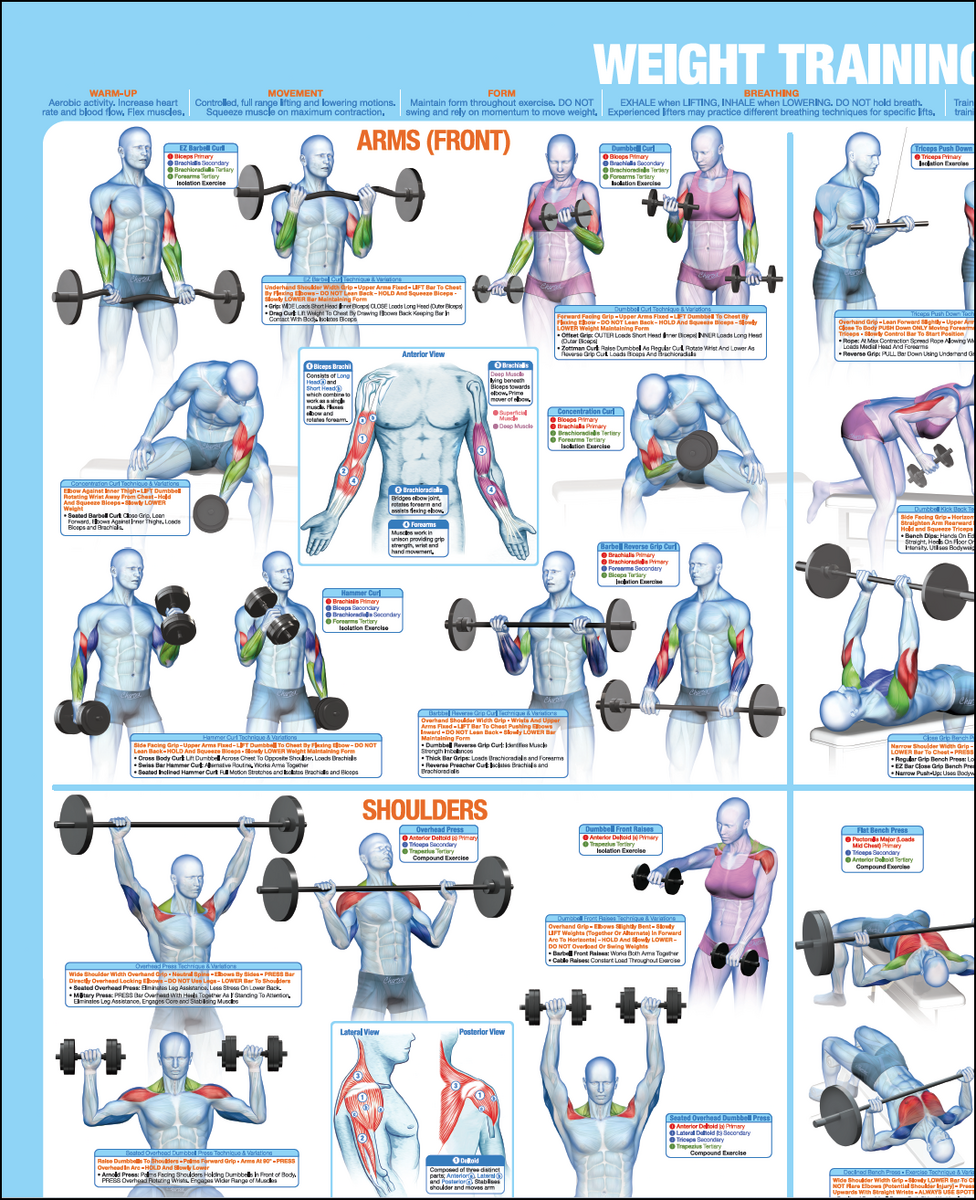 Chart Different Kinds Of Strength Training Chart Types Of Body Weight Training Upper Body Types Of